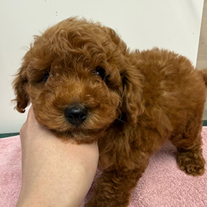 トイプードルのレッドの男の子|2025年12月9日生まれ|No.11102|画像1枚目