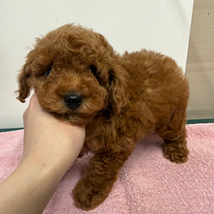 トイプードルのレッドの男の子|2025年12月9日生まれ|No.11102|画像2枚目