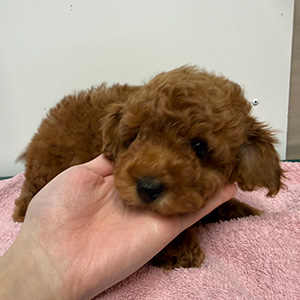 トイプードルのレッドの男の子|2025年12月9日生まれ|No.11102|画像3枚目