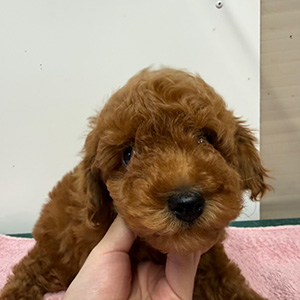 トイプードルのレッドの男の子|2025年12月9日生まれ|No.11102|画像4枚目