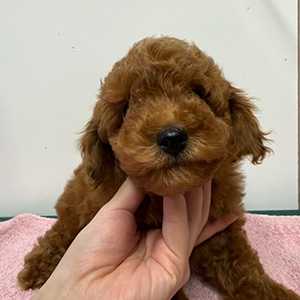 トイプードルのレッドの男の子｜2025年12月9日生まれ｜No.11102｜画像5枚目