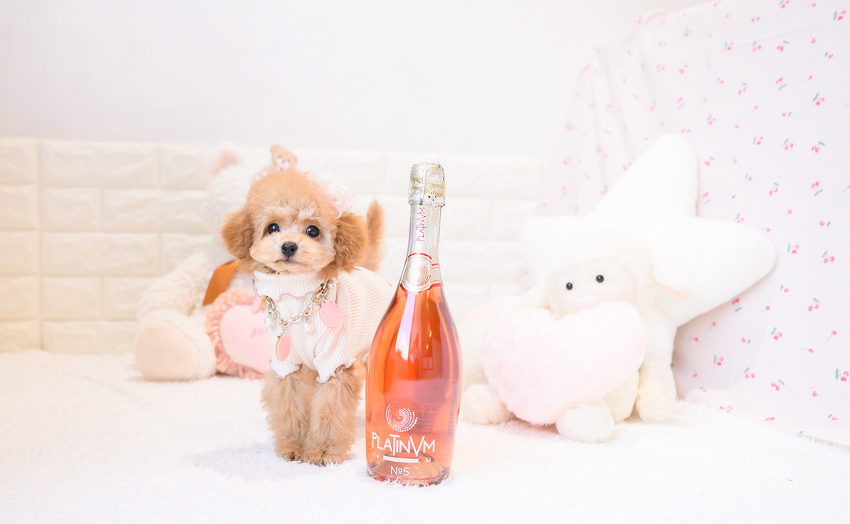 タイニープードルのレッドの女の子｜2025年11月23日生まれ｜No.11105｜画像2枚目