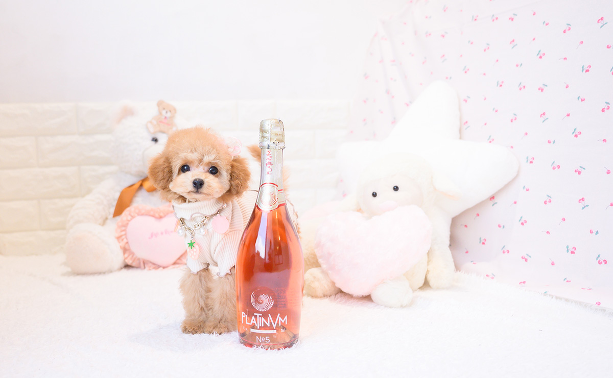 タイニープードルのレッドの女の子｜2025年11月23日生まれ｜No.11105｜画像3枚目