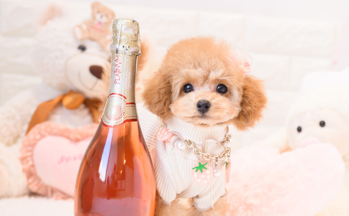 タイニープードルのレッドの女の子｜2025年11月23日生まれ｜No.11105｜画像0枚目