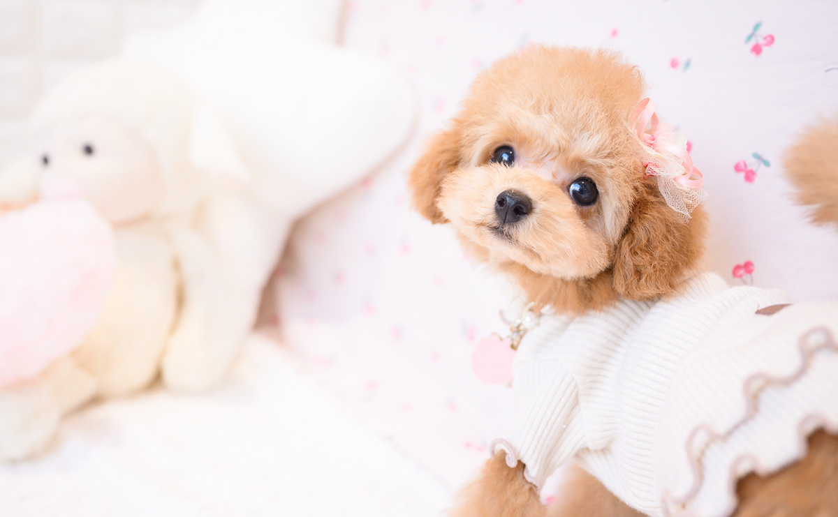 タイニープードルのレッドの女の子｜2025年11月23日生まれ｜No.11105｜画像4枚目