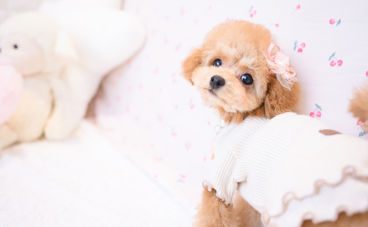 タイニープードルのレッドの女の子｜2025年11月23日生まれ｜No.11105｜画像5枚目