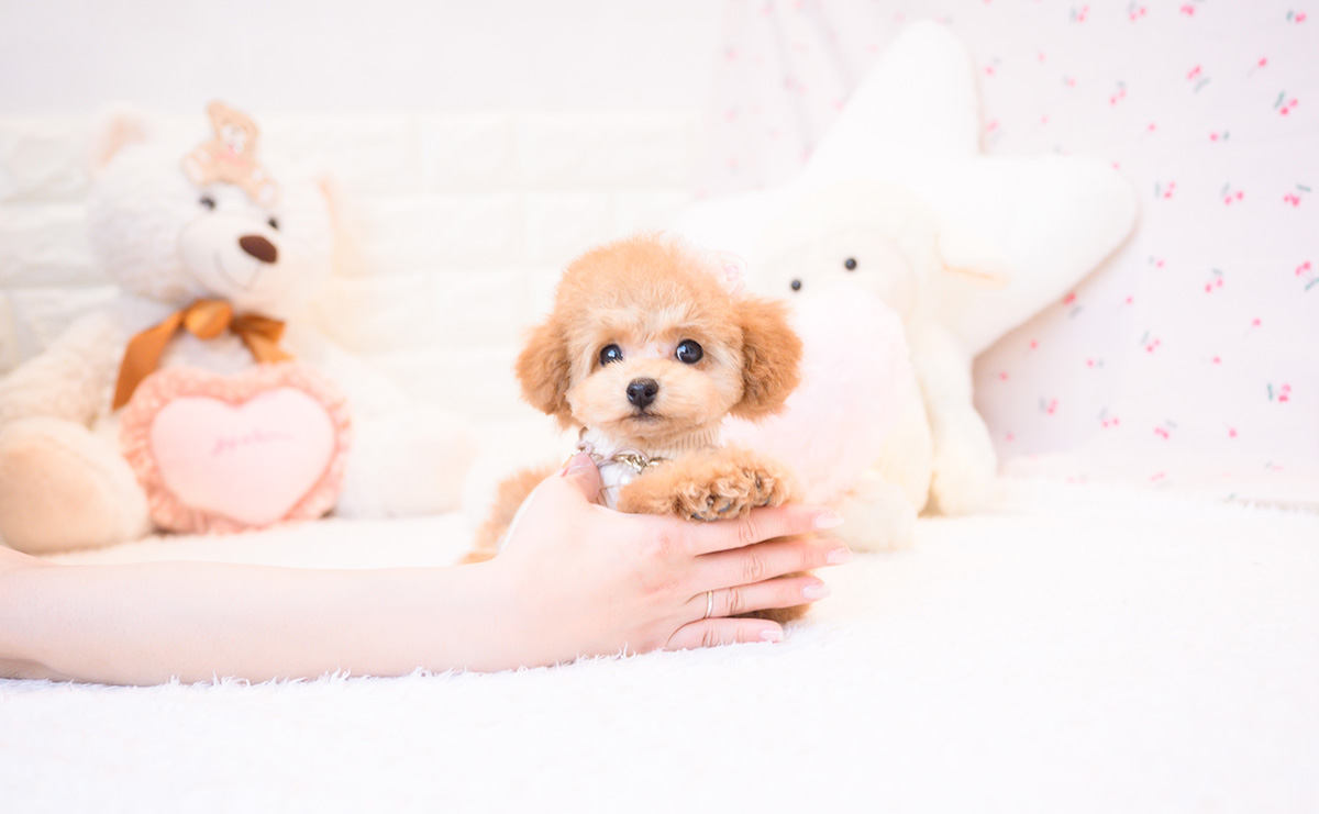 タイニープードルのレッドの女の子｜2025年11月23日生まれ｜No.11105｜画像6枚目