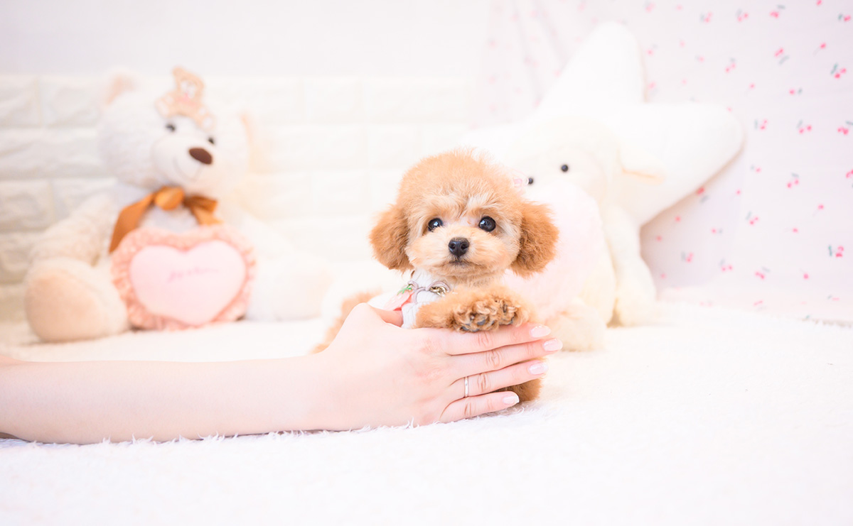 タイニープードルのレッドの女の子｜2025年11月23日生まれ｜No.11105｜画像7枚目