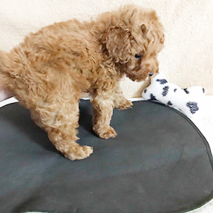 トイプードルのレッドの女の子｜2025年12月29日生まれ｜No.11106｜画像2枚目