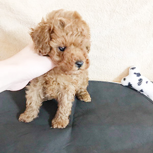 トイプードルのレッドの女の子｜2025年12月29日生まれ｜No.11106｜画像3枚目