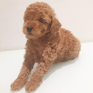 タイニープードルのレッドの男の子｜2025年12月25日生まれ｜No.11114｜画像0枚目