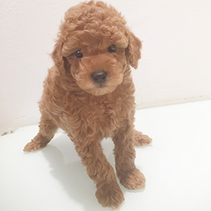 タイニープードルのレッドの男の子｜2025年12月25日生まれ｜No.11114｜画像1枚目