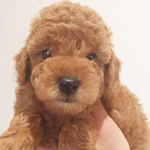 タイニープードルのレッドの男の子｜2025年12月25日生まれ｜No.11114｜画像2枚目