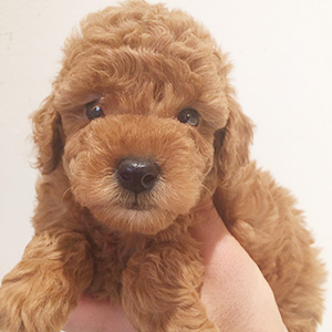 タイニープードルのレッドの男の子｜2025年12月25日生まれ｜No.11114｜画像3枚目
