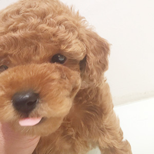 タイニープードルのレッドの男の子｜2025年12月25日生まれ｜No.11114｜画像4枚目