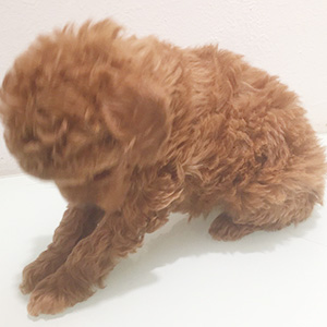 タイニープードルのレッドの男の子｜2025年12月25日生まれ｜No.11114｜画像5枚目