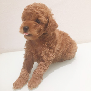 タイニープードルのレッドの男の子｜2025年12月25日生まれ｜No.11114｜画像6枚目