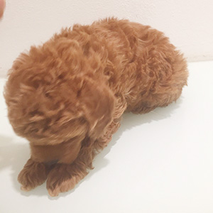 タイニープードルのレッドの男の子｜2025年12月25日生まれ｜No.11114｜画像7枚目