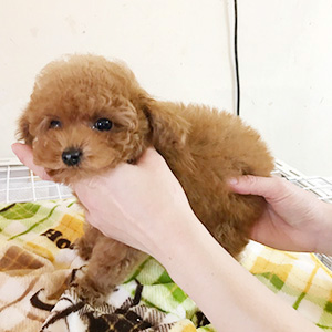 ティーカッププードルのレッドの女の子｜2025年12月14日生まれ｜No.11115｜画像0枚目
