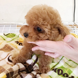 ティーカッププードルのレッドの女の子｜2025年12月14日生まれ｜No.11115｜画像1枚目