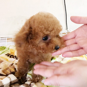 ティーカッププードルのレッドの女の子｜2025年12月14日生まれ｜No.11115｜画像2枚目