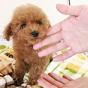 ティーカッププードルのレッドの女の子｜2025年12月14日生まれ｜No.11115｜画像3枚目