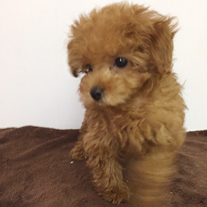 トイプードルのレッドの男の子|2025年12月30日生まれ|No.11110|画像1枚目