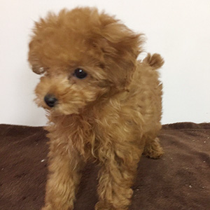 トイプードルのレッドの男の子|2025年12月30日生まれ|No.11110|画像4枚目