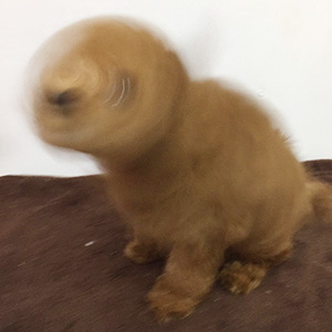 トイプードルのレッドの男の子｜2025年12月30日生まれ｜No.11110｜画像5枚目