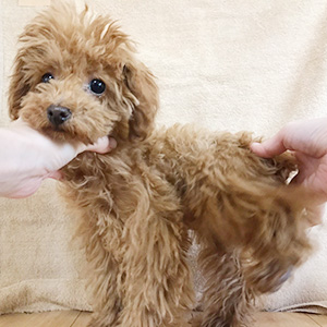 タイニープードルのレッドの男の子｜2025年9月10日生まれ｜No.11117｜画像1枚目