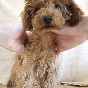 タイニープードルのレッドの男の子｜2025年9月10日生まれ｜No.11117｜画像2枚目