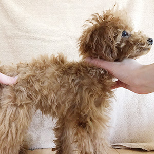 タイニープードルのレッドの男の子｜2025年9月10日生まれ｜No.11117｜画像3枚目