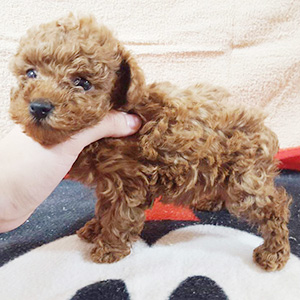 タイニープードルのレッドの男の子｜2025年1月20日生まれ｜No.11120｜画像0枚目