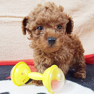 タイニープードルのレッドの男の子｜2025年1月20日生まれ｜No.11120｜画像1枚目