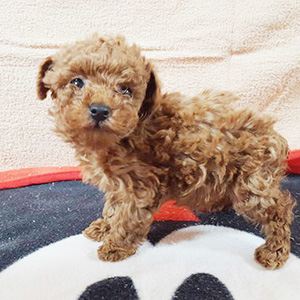 タイニープードルのレッドの男の子｜2025年1月20日生まれ｜No.11120｜画像2枚目