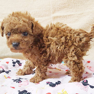 タイニープードルのレッドの女の子｜2025年1月20日生まれ｜No.11121｜画像0枚目