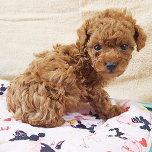 タイニープードルのレッドの女の子｜2025年1月20日生まれ｜No.11121｜画像2枚目