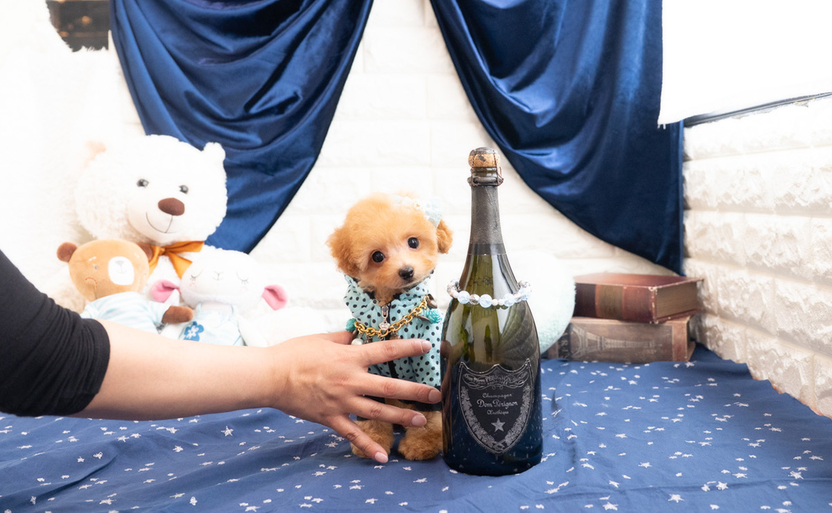 タイニープードルのレッドの男の子|2025年11月30日生まれ|No.11108|画像3枚目