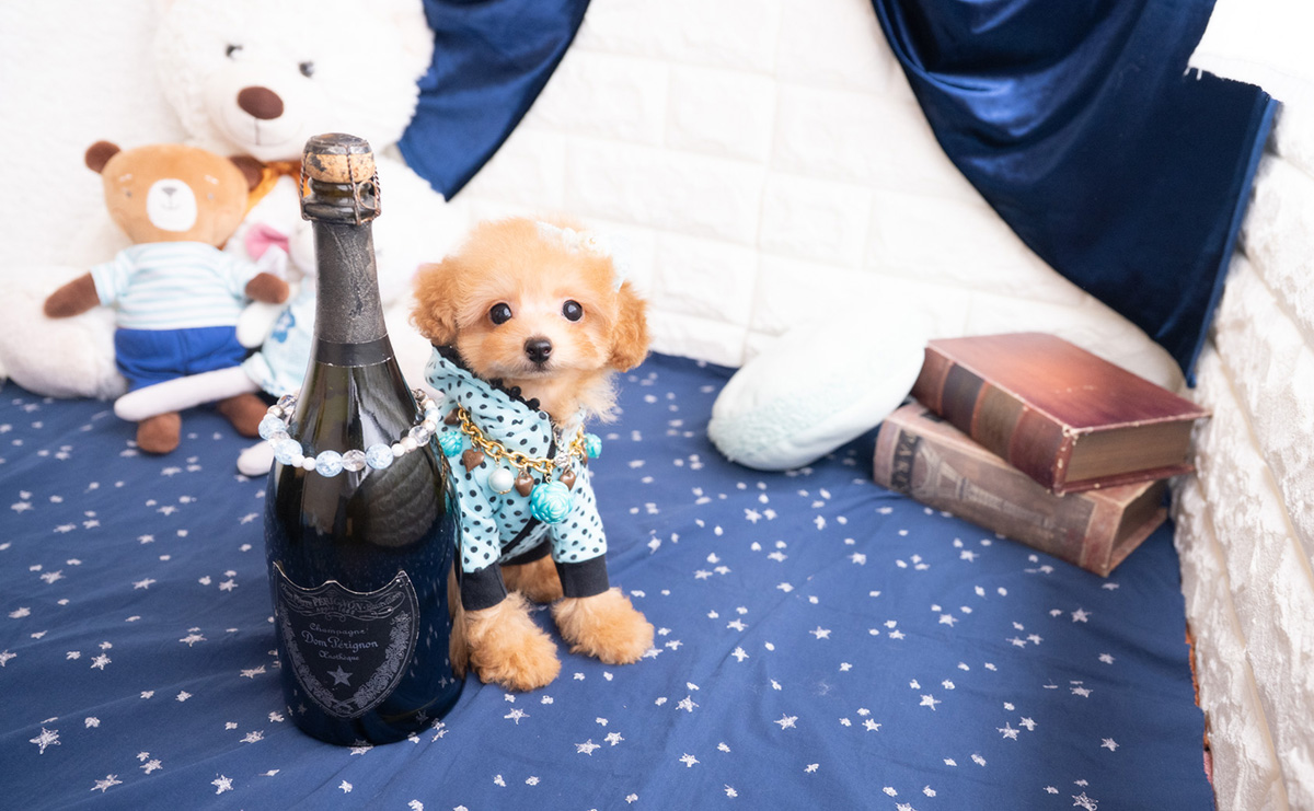 タイニープードルのレッドの男の子|2025年11月30日生まれ|No.11108|画像5枚目