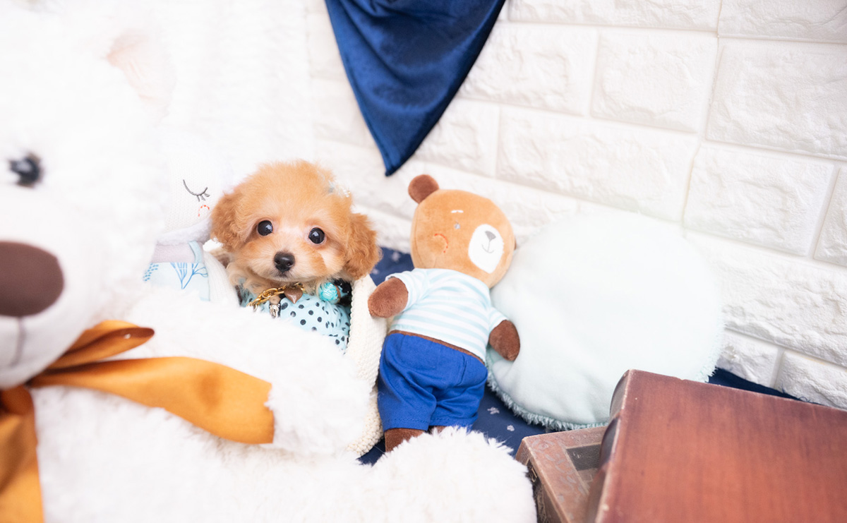 タイニープードルのレッドの男の子|2025年11月30日生まれ|No.11108|画像0枚目