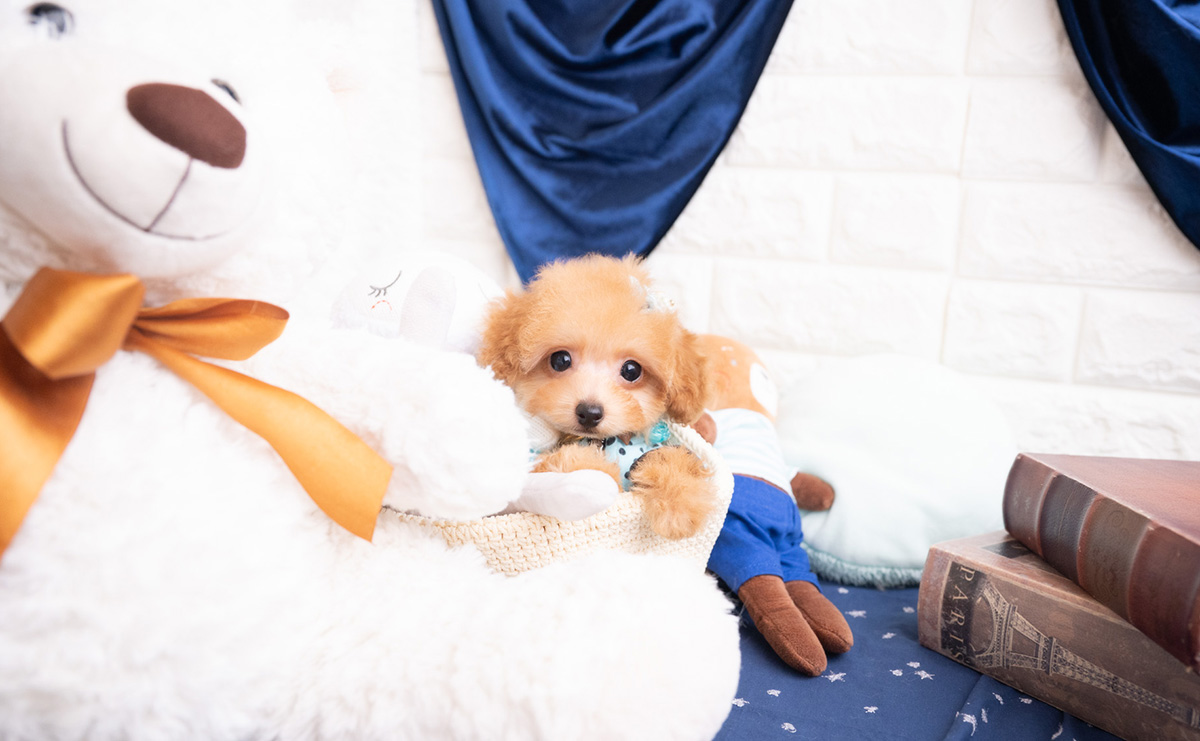 タイニープードルのレッドの男の子|2025年11月30日生まれ|No.11108|画像6枚目