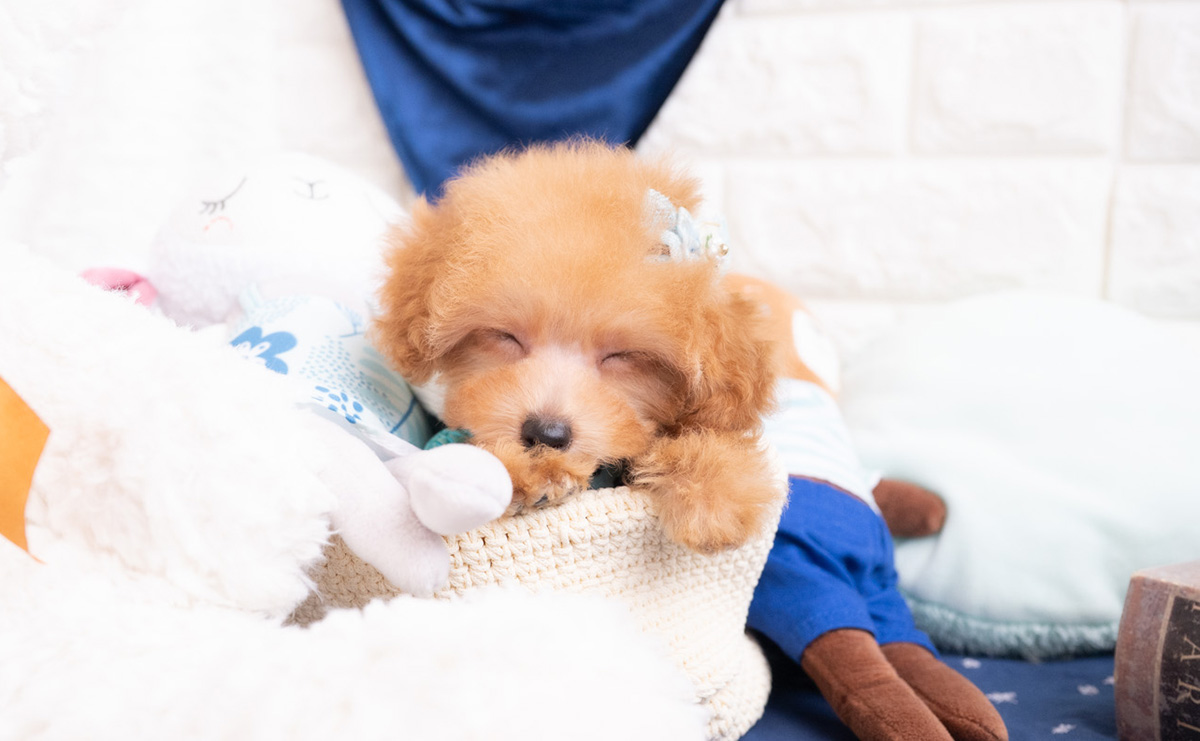 タイニープードルのレッドの男の子｜2025年11月30日生まれ｜No.11108｜画像7枚目