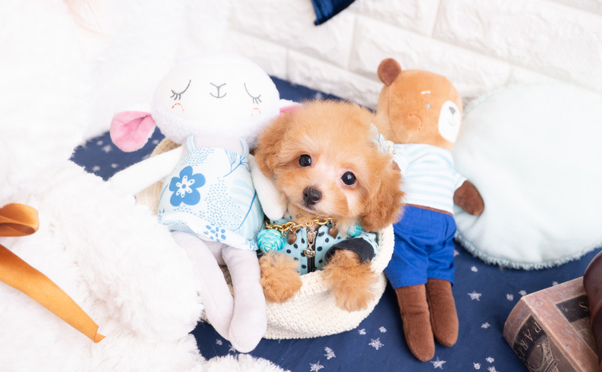 タイニープードルのレッドの男の子|2025年11月30日生まれ|No.11108|画像2枚目