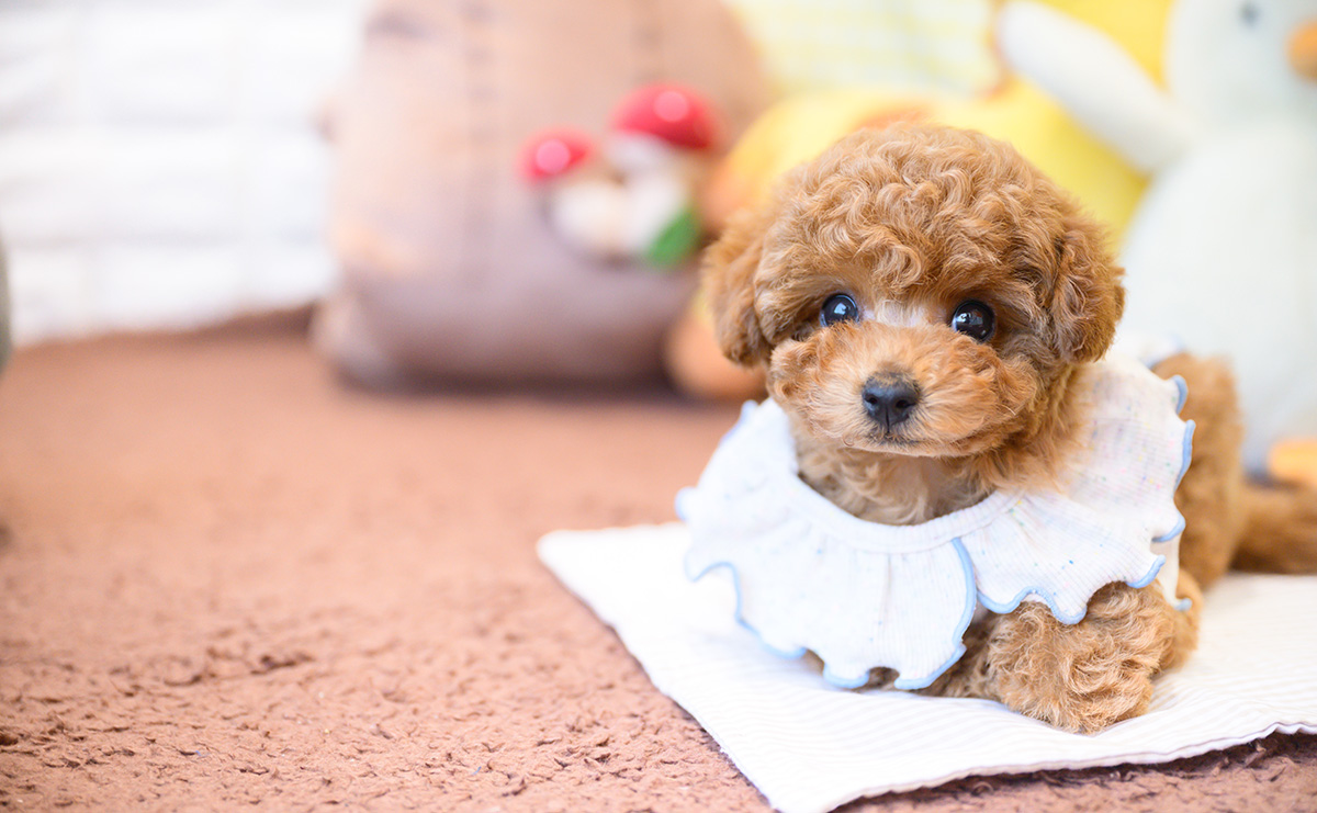 タイニープードルのレッドの男の子｜2025年12月16日生まれ｜No.11109｜画像2枚目