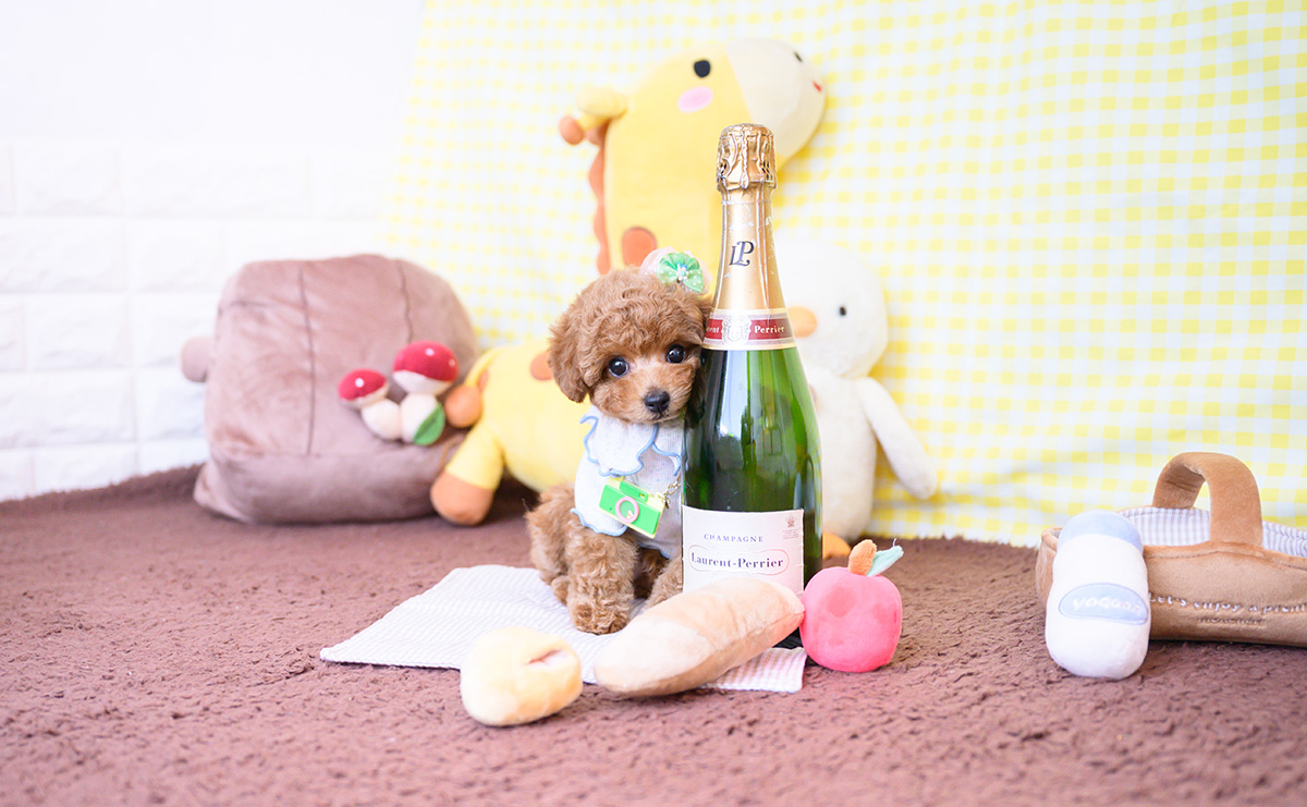 タイニープードルのレッドの男の子｜2025年12月16日生まれ｜No.11109｜画像3枚目