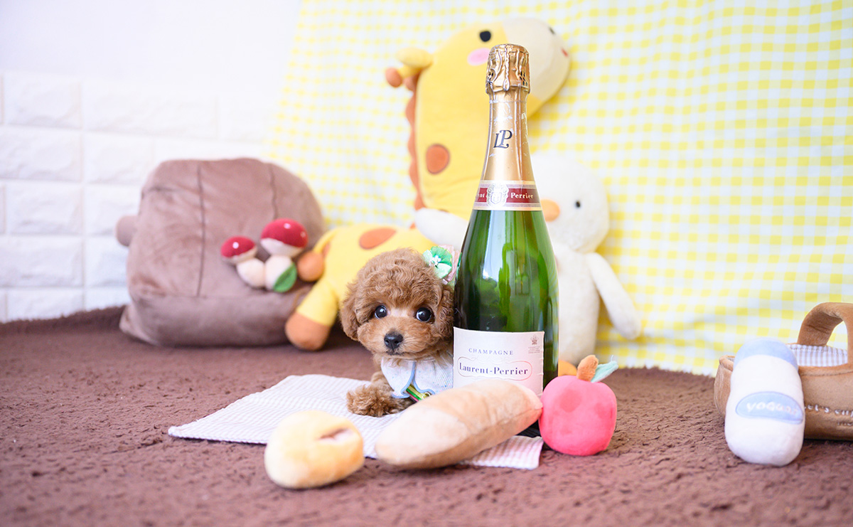 タイニープードルのレッドの男の子｜2025年12月16日生まれ｜No.11109｜画像4枚目