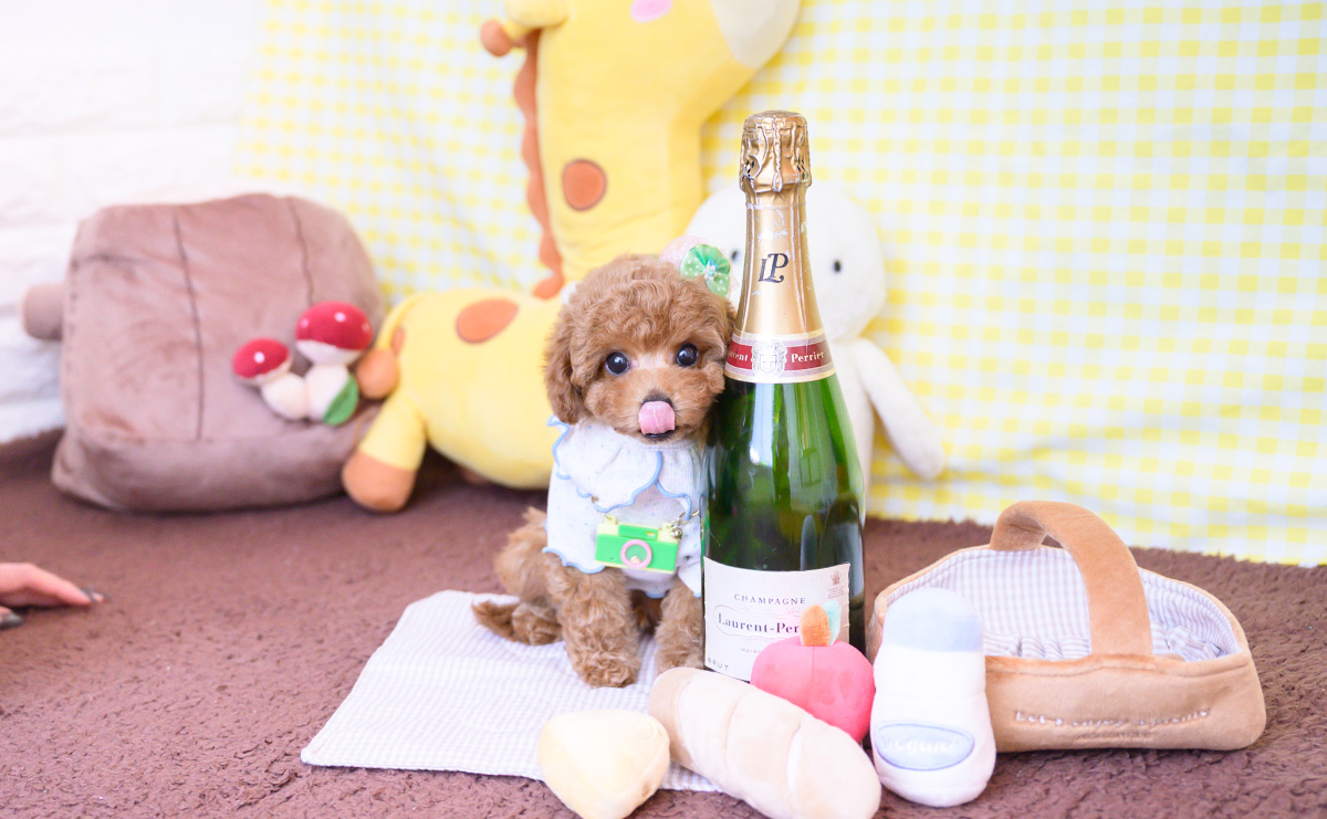 タイニープードルのレッドの男の子｜2025年12月16日生まれ｜No.11109｜画像5枚目