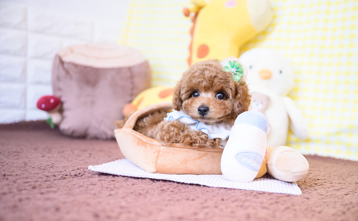 タイニープードルのレッドの男の子｜2025年12月16日生まれ｜No.11109｜画像0枚目