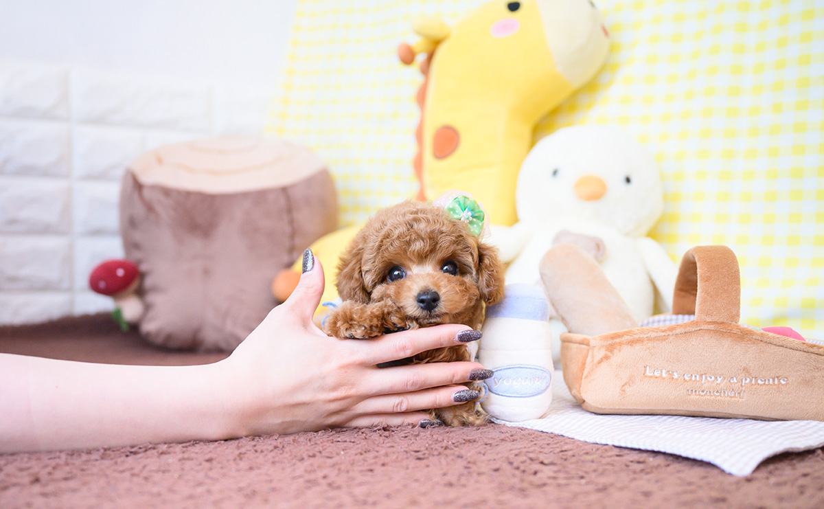 タイニープードルのレッドの男の子｜2025年12月16日生まれ｜No.11109｜画像8枚目