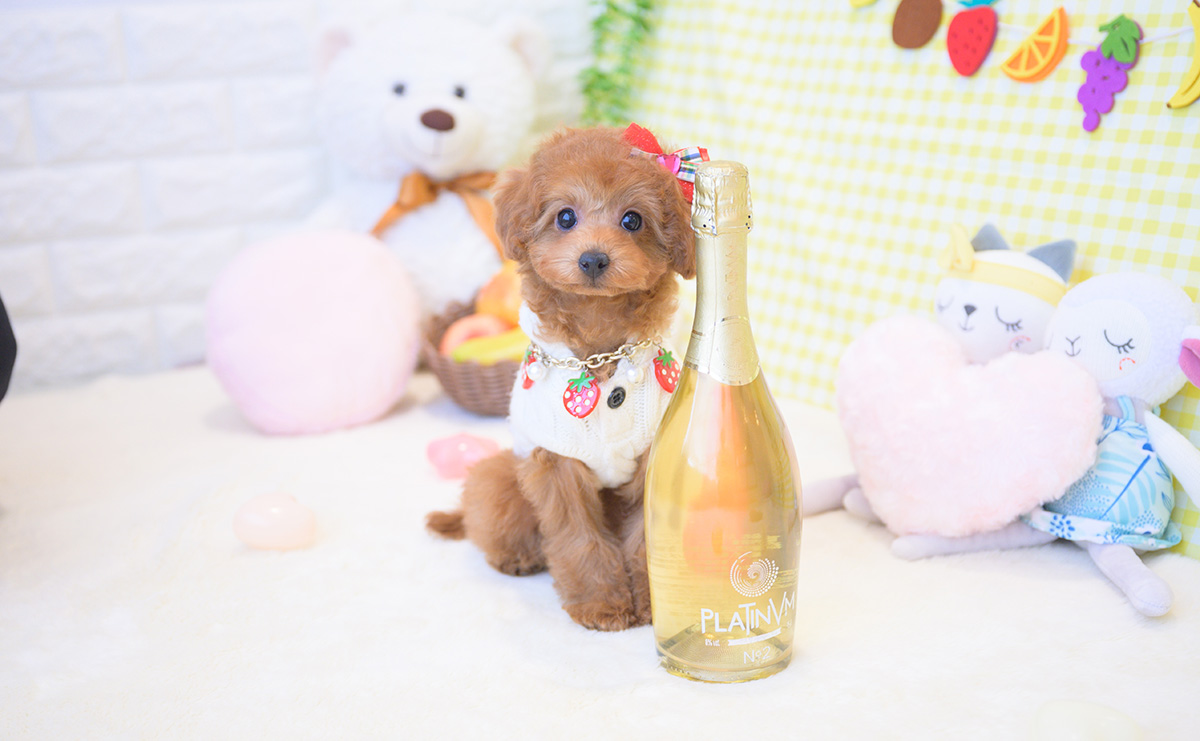 トイプードルのレッドの女の子｜2025年12月3日生まれ｜No.11116｜画像2枚目